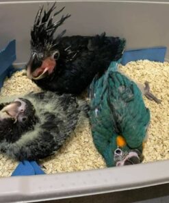 Black Palm Cockatoo Baby Parrots