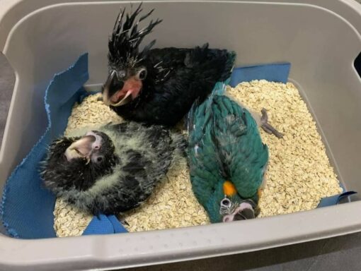 “Close-up of a 9-month-old Black Palm Cockatoo baby parrot with glossy black feathers and bright red cheek patches, perched calmly.”