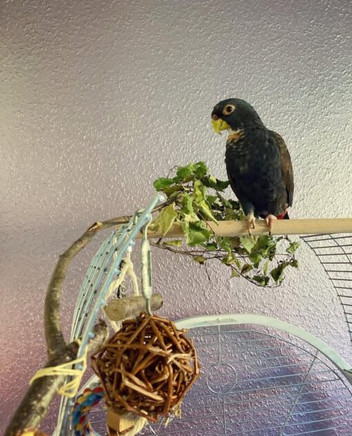 "Male Bronze-Winged Parrot named Petty perched calmly on a wooden branch, showcasing his vibrant green plumage, bronze-hued wing feathers, and striking blue head with a curious gaze."