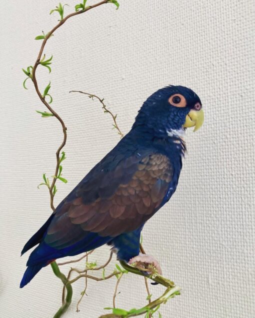 "Male Bronze-Winged Parrot named Petty perched calmly on a wooden branch, showcasing his vibrant green plumage, bronze-hued wing feathers, and striking blue head with a curious gaze."