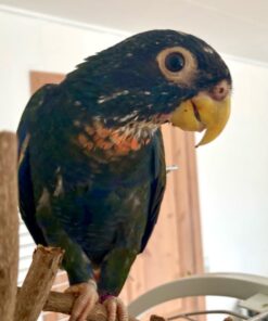 Bronze-Winged Parrot-(Petty)