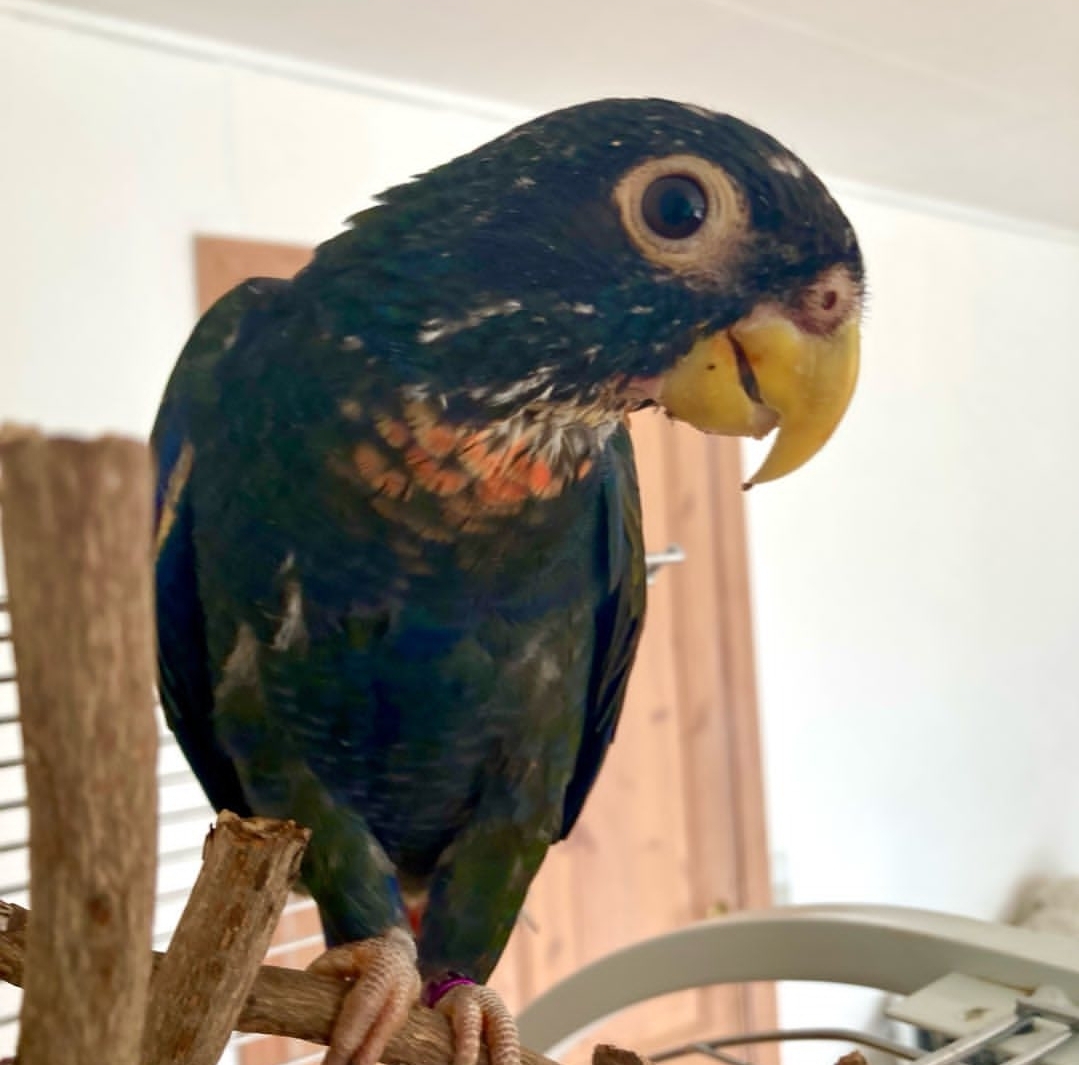 "Male Bronze-Winged Parrot named Petty perched calmly on a wooden branch, showcasing his vibrant green plumage, bronze-hued wing feathers, and striking blue head with a curious gaze."