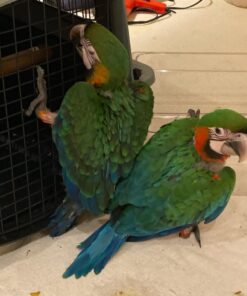 Calico Baby Macaw  Parrots