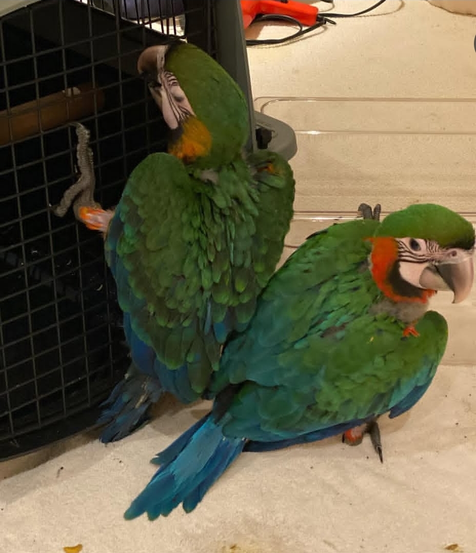 “Vibrant Calico Baby Macaw Parrots with bright multi-colored feathers perched together, showcasing their striking blue, yellow, red, and green plumage.”