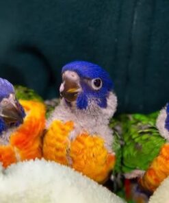 Eclectus Baby Parrots-Males-Females