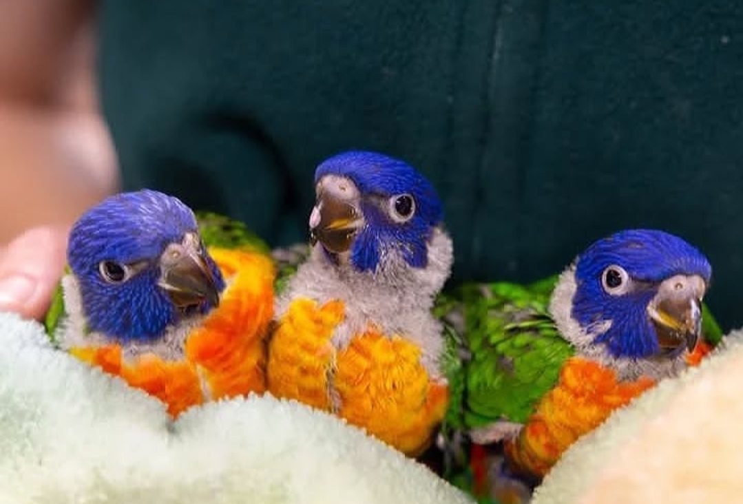 “Close-up of vibrant Eclectus baby parrots, showing a bright green male and a red and purple female perched side by side.”