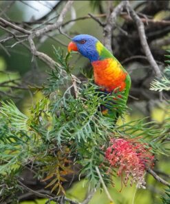Rainbow Lorikeet Parrot-(Luka)