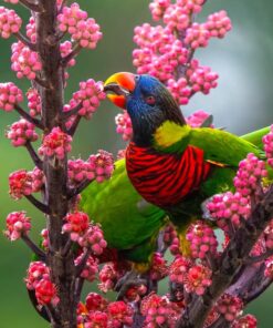 Rainbow Lorikeet Parrot-(Luka)