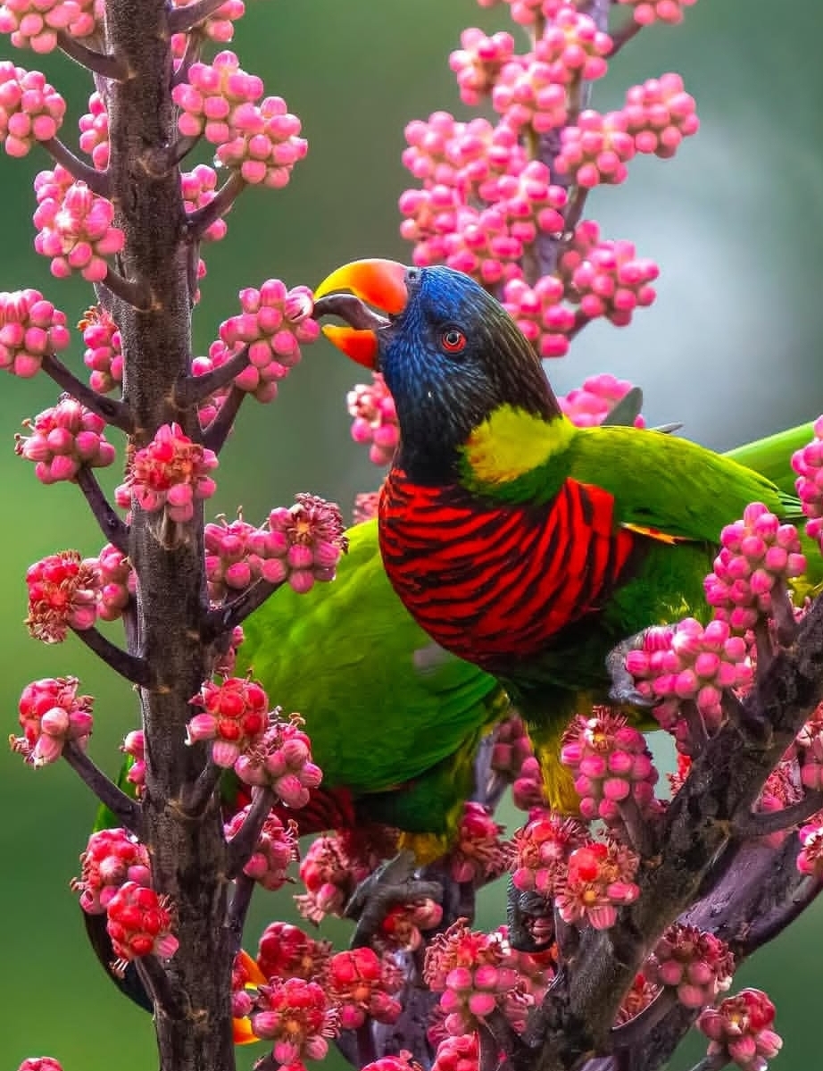 “Female Rainbow Lorikeet Parrot Luka with vibrant multicolored feathers, age 1 year 3 months, hand-tamed and vaccinated pet bird”