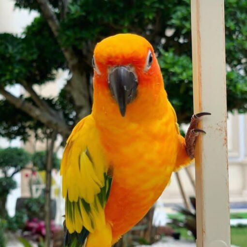 Bright male Sun Conure Parrot named Jaka with vibrant orange and yellow feathers, healthy and hand-tamed pet bird