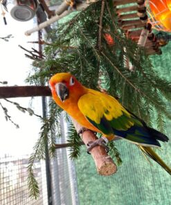 Sun Conure Parrot-(Jaka)