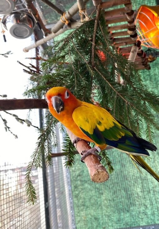 Sun Conure Parrot-(Jaka) - Image 2