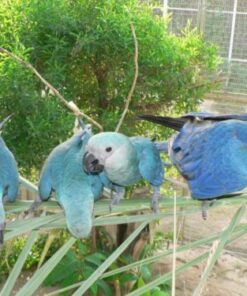 Spix’s Macaw Parrots-Females