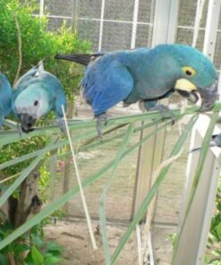 Spix’s Macaw Parrots-Females