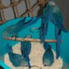 Baby Spix’s Macaw parrots, 9 months old, males and females, perched together, showing bright blue feathers, hand-tamed, friendly, and fully vaccinated.