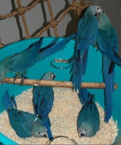 Spix’s Macaw Baby Parrots-Males-Females