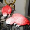 Close-up of a healthy Red Factor African Grey baby parrot with vibrant grey feathers and bright red tail, perched calmly—available in both male and female birds.