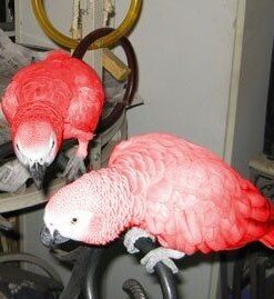 Red Factor African Grey Baby Parrots-(Males/Females)