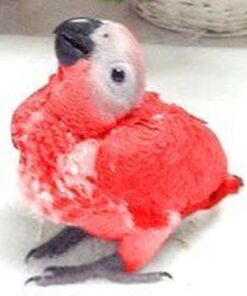 Red Factor African Grey Baby Parrots-(Males/Females)