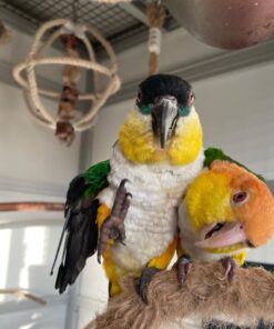 Carque  Baby Parrots-(Males/Females)