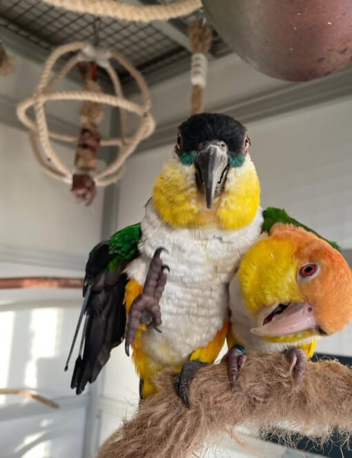 “Close-up of vibrant Caique baby parrots, male and female, showcasing their colorful green, yellow, orange, and white feathers.”