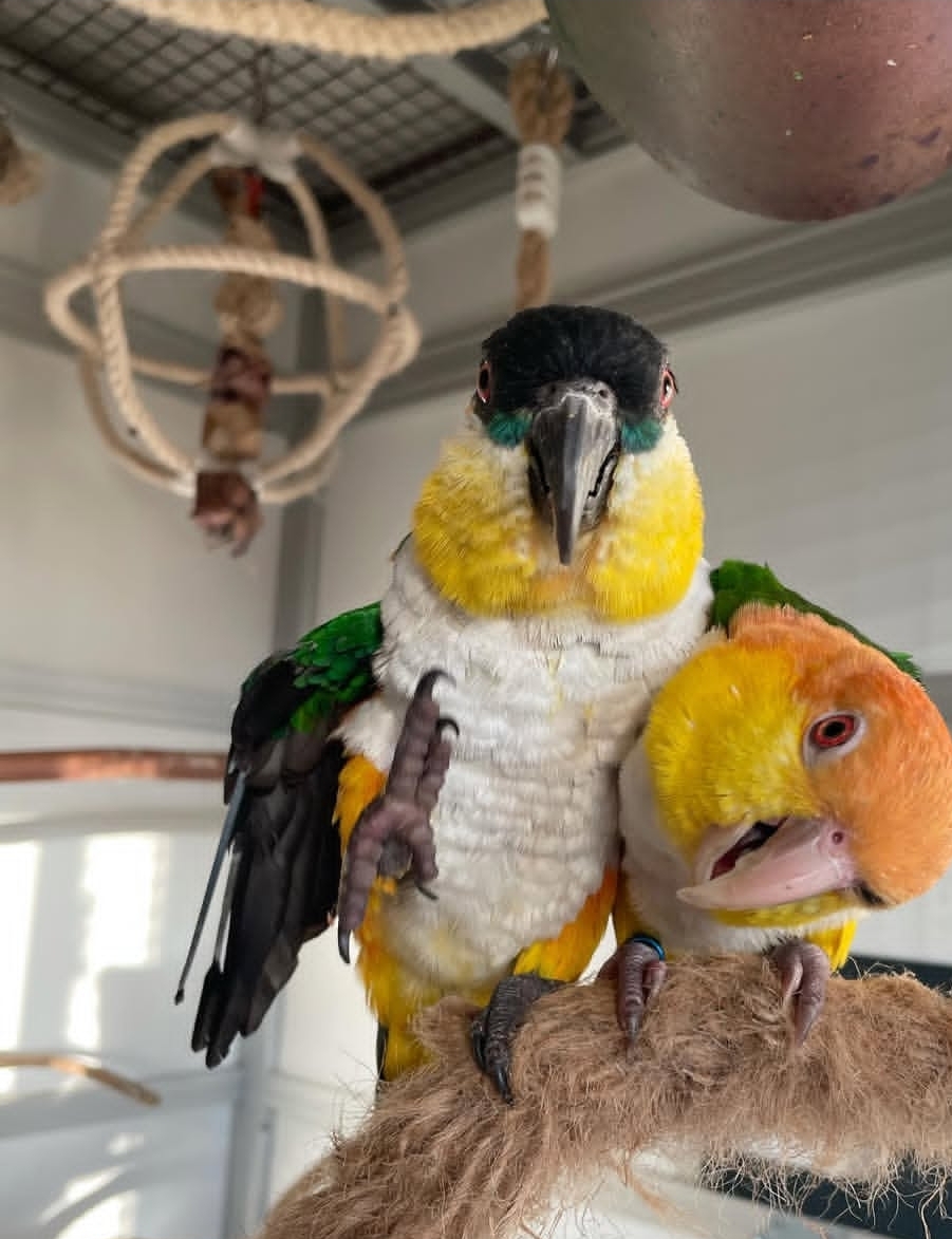 “Close-up of vibrant Caique baby parrots, male and female, showcasing their colorful green, yellow, orange, and white feathers.”