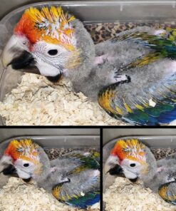 Catalina Macaw Baby Parrots- (Males/Females)