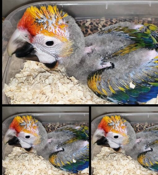 "Vibrant Catalina Macaw baby parrots, male and female, perched together with their bright blue, orange, and green feathers, showing playful and affectionate behavior – perfect for exotic bird lovers."
