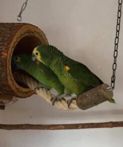 Double Yellow Headed  Amazon Baby Parrots-(Males/Females)