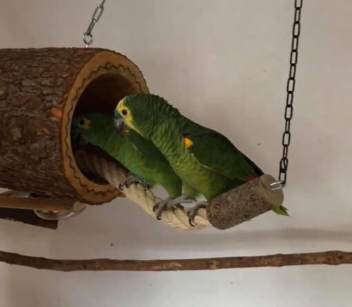 “Double Yellow Headed Amazon Baby Parrots, vibrant green with bright yellow head markings, healthy males and females perched closely together.”