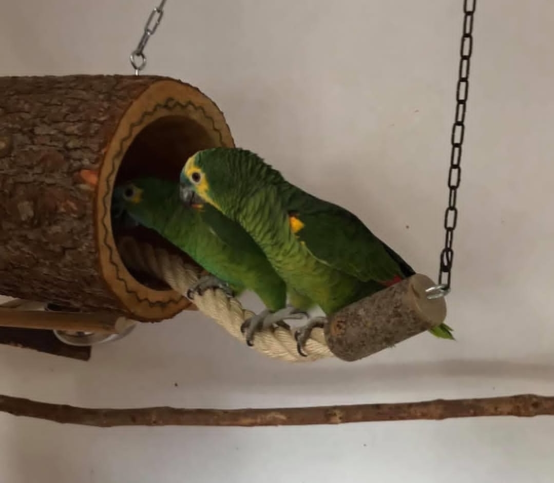 “Double Yellow Headed Amazon Baby Parrots, vibrant green with bright yellow head markings, healthy males and females perched closely together.”