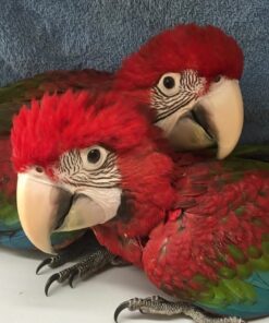 Green Wings Macaw Baby Parrots