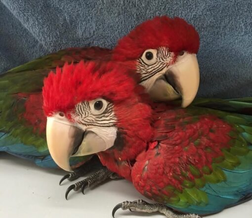 Green Wings Macaw Baby Parrots - Image 2