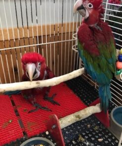 Green Wings Macaw Baby Parrots