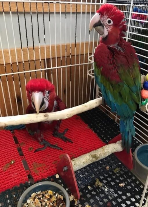 Two vibrant Green Wings Macaw baby parrots perched side by side, showcasing their bright green wings, red chest feathers, and striking blue tails.