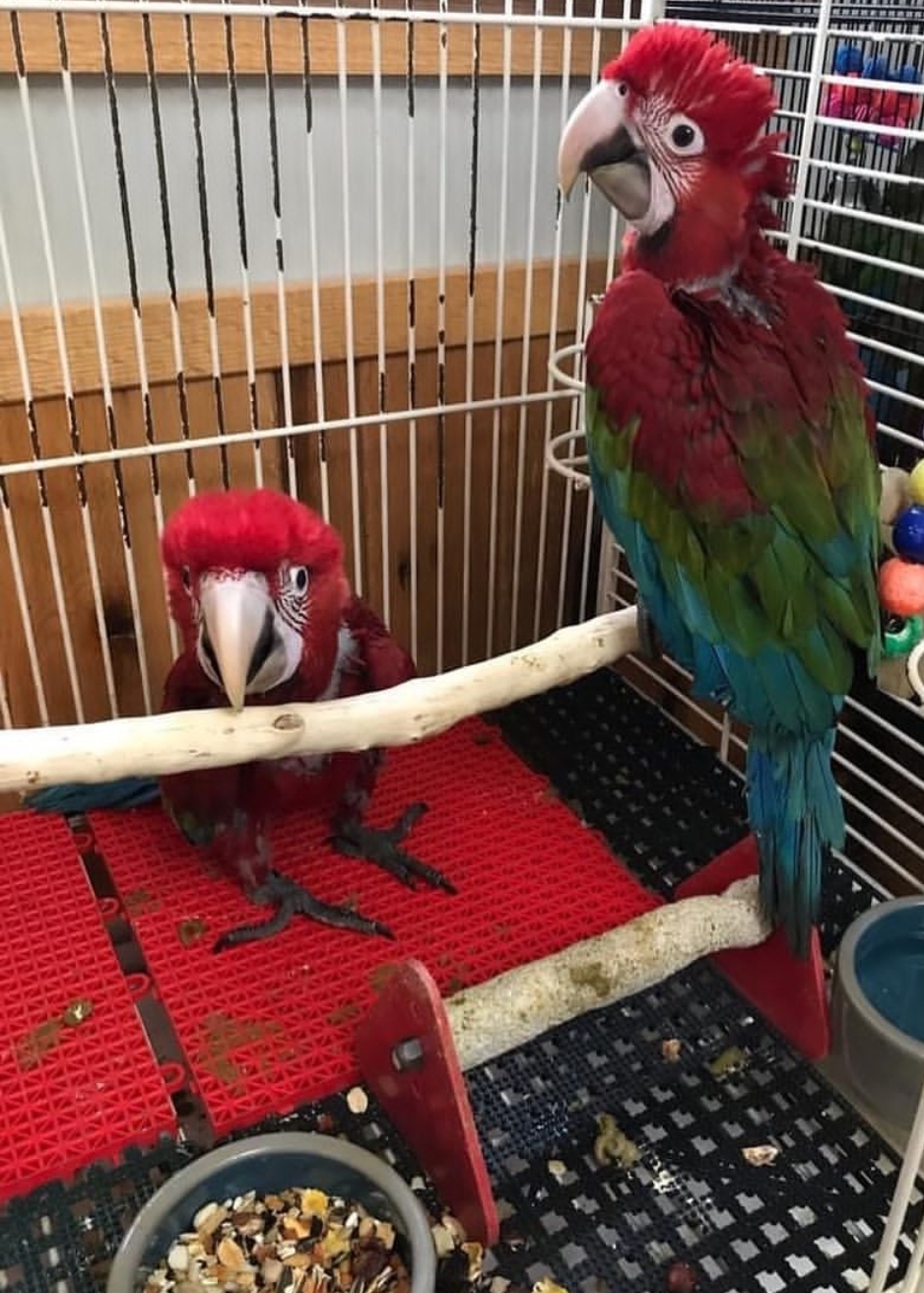 Two vibrant Green Wings Macaw baby parrots perched side by side, showcasing their bright green wings, red chest feathers, and striking blue tails.