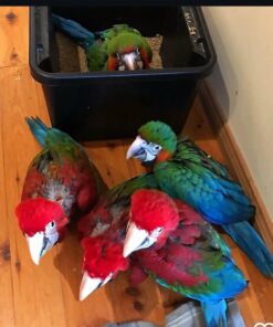 Harlequin Macaw Baby Parrot-(Males/Females)
