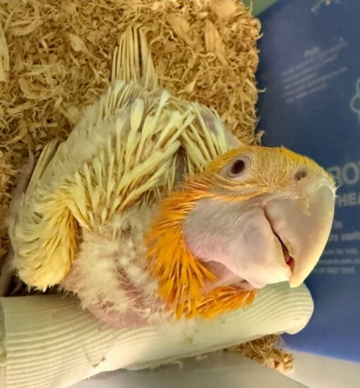 “Latino Albino Macaw baby parrots, white feathers with pinkish-red eyes, perched side by side, males and females.”
