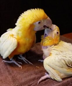 Latino Albino Macaw Baby Parrots-(Males/Females)