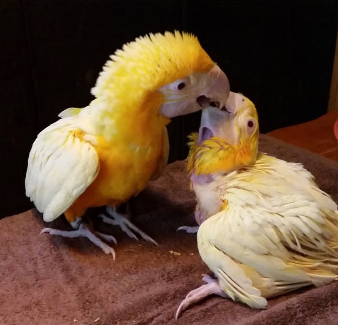Latino Albino Macaw Baby Parrots-(Males/Females)