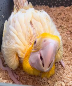 Latino Albino Macaw Baby Parrots-(Males/Females)