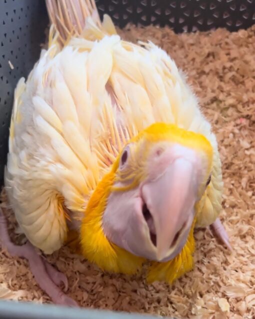 Latino Albino Macaw Baby Parrots-(Males/Females) - Image 2