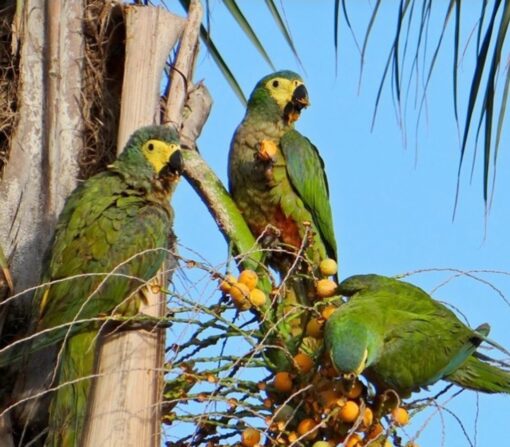 Close-up image of vibrant Red Bellied Macaw Parrots (male and female) showcasing their bright red belly feathers and green plumage.