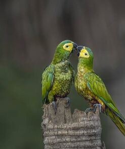 Red Bellied Macaw Parrots-(Males/Females)