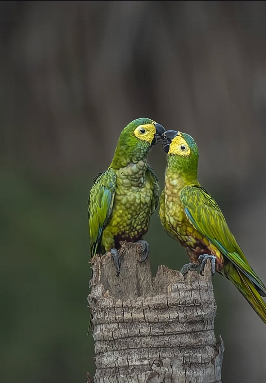 Close-up image of vibrant Red Bellied Macaw Parrots (male and female) showcasing their bright red belly feathers and green plumage.