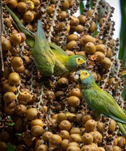 Red Bellied Macaw Parrots-(Males/Females)