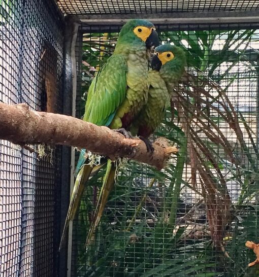 Close-up image of vibrant Red Bellied Macaw Parrots (male and female) showcasing their bright red belly feathers and green plumage.