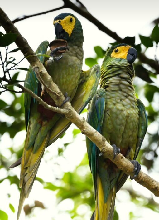Red Bellied Macaw Parrots-(Males/Females) - Image 4
