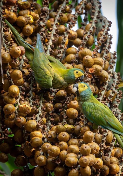 Close-up image of vibrant Red Bellied Macaw Parrots (male and female) showcasing their bright red belly feathers and green plumage.