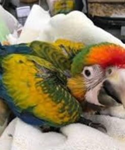 Catalina Macaw Baby Parrots- (Males/Females)